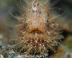 Hairy Frogfish shot at f/2.8 by Daniel Geary 